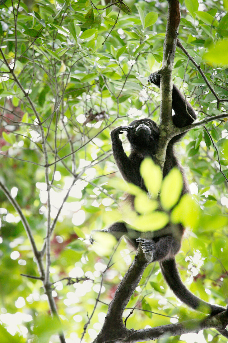 Mantelbrullaffe sitting on the branches, low angle view