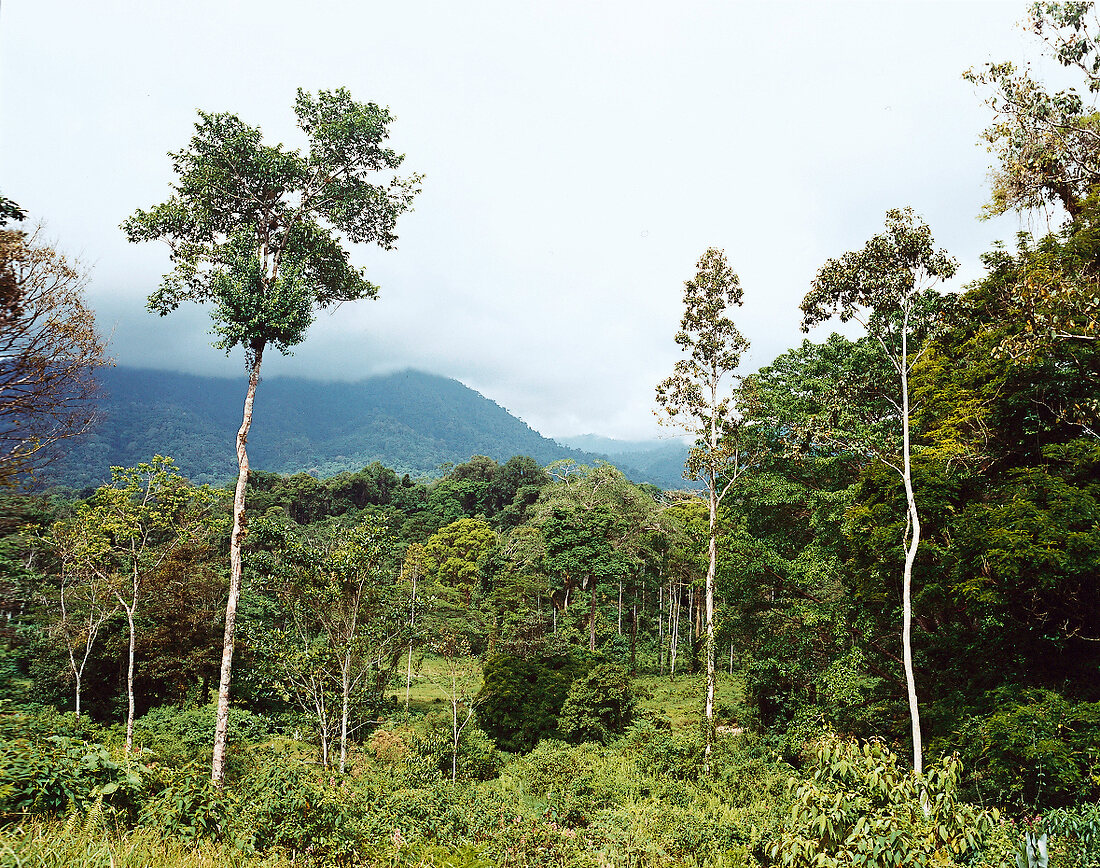 Regenwald in Costa Rica 
