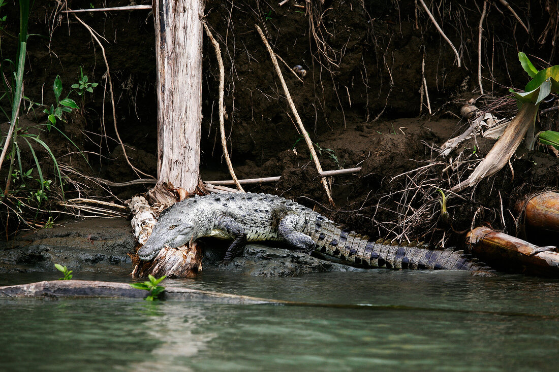 Krokodil am Ufer 