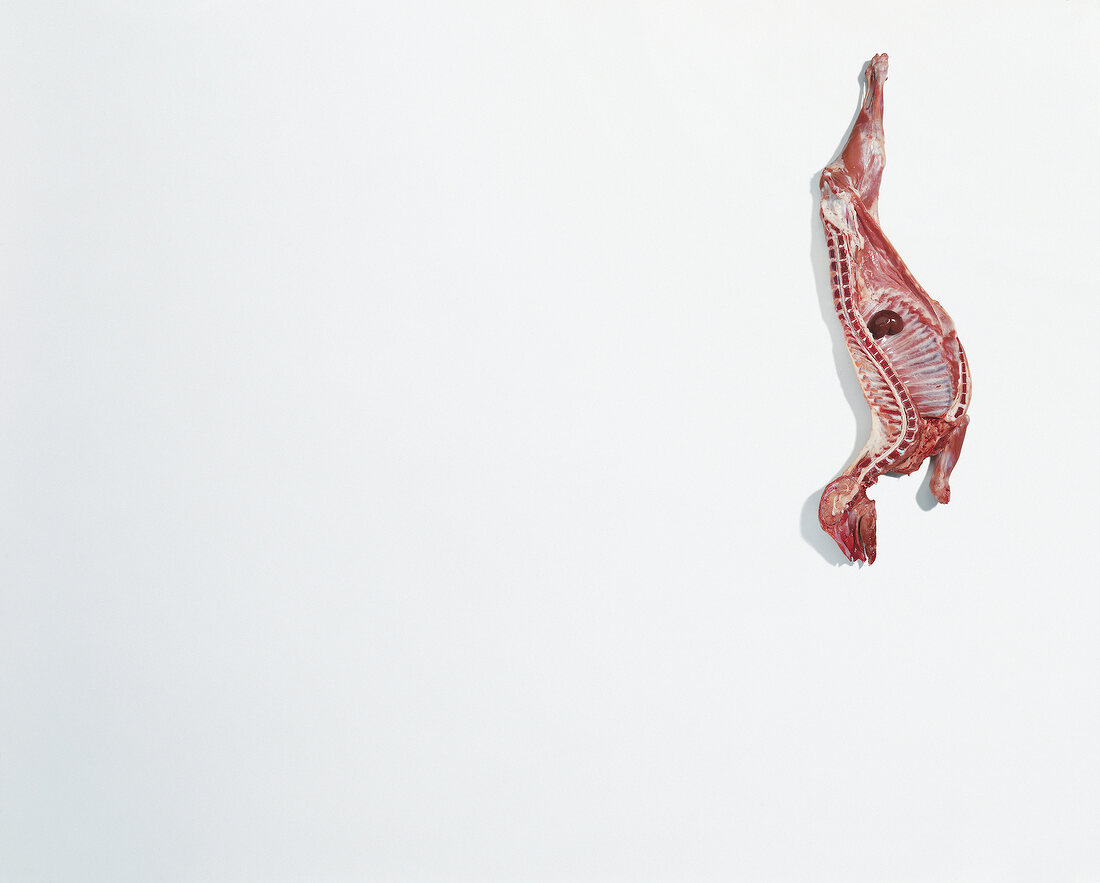 Half skeleton of lamb with meat on white background