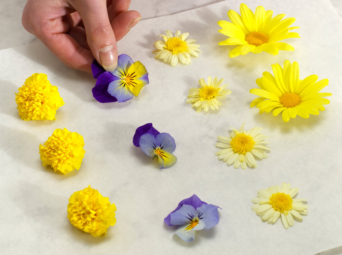 Kräuter und Gewürze, Blüten auf Papier legen, trocknen, Step