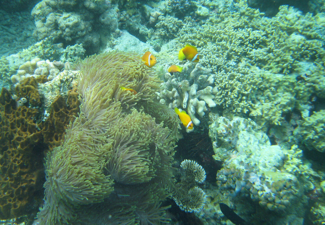 Korallenriff, Anemonenfische, Malediven, Insel Dhigufinolhu