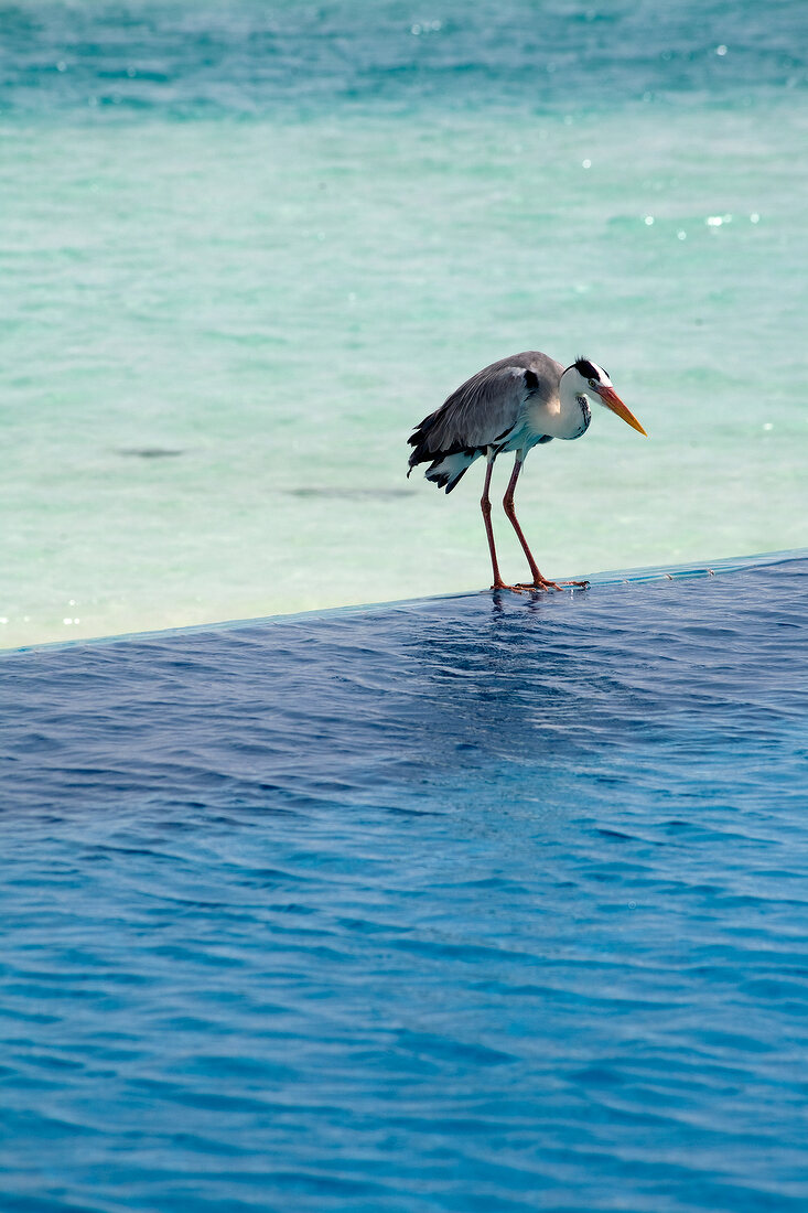 Reiher, im Wasser stehend, Insel Dhigufinolhu, Malediven