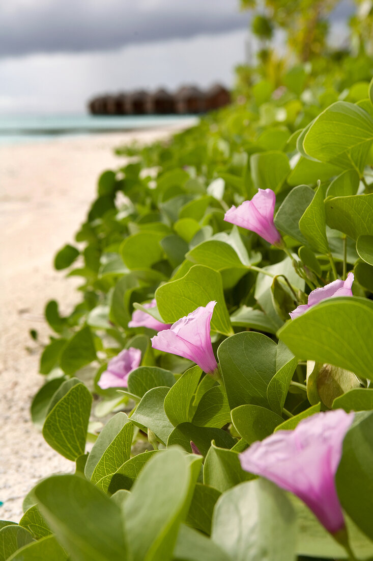 Plants with pink flowers at sea at Dhigufinolhu Island, Maldives