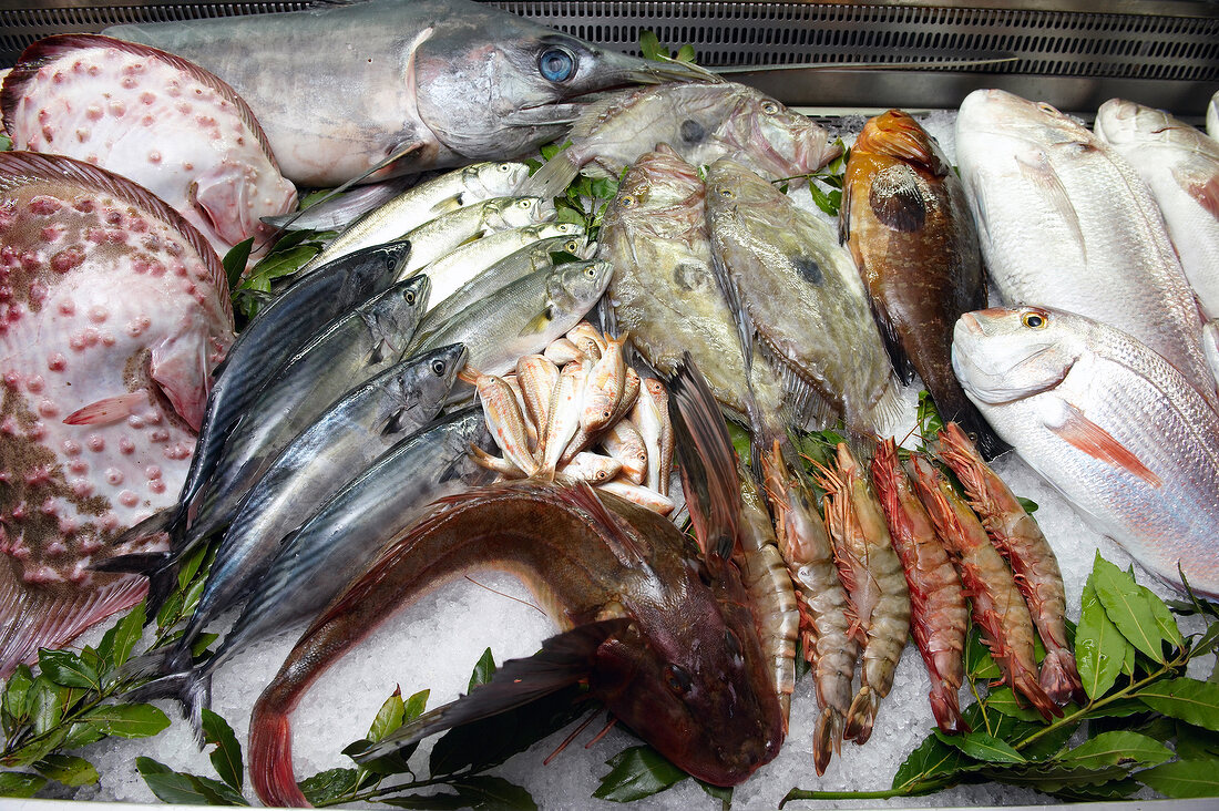 Fresh fish display at Arsipel, Istanbul