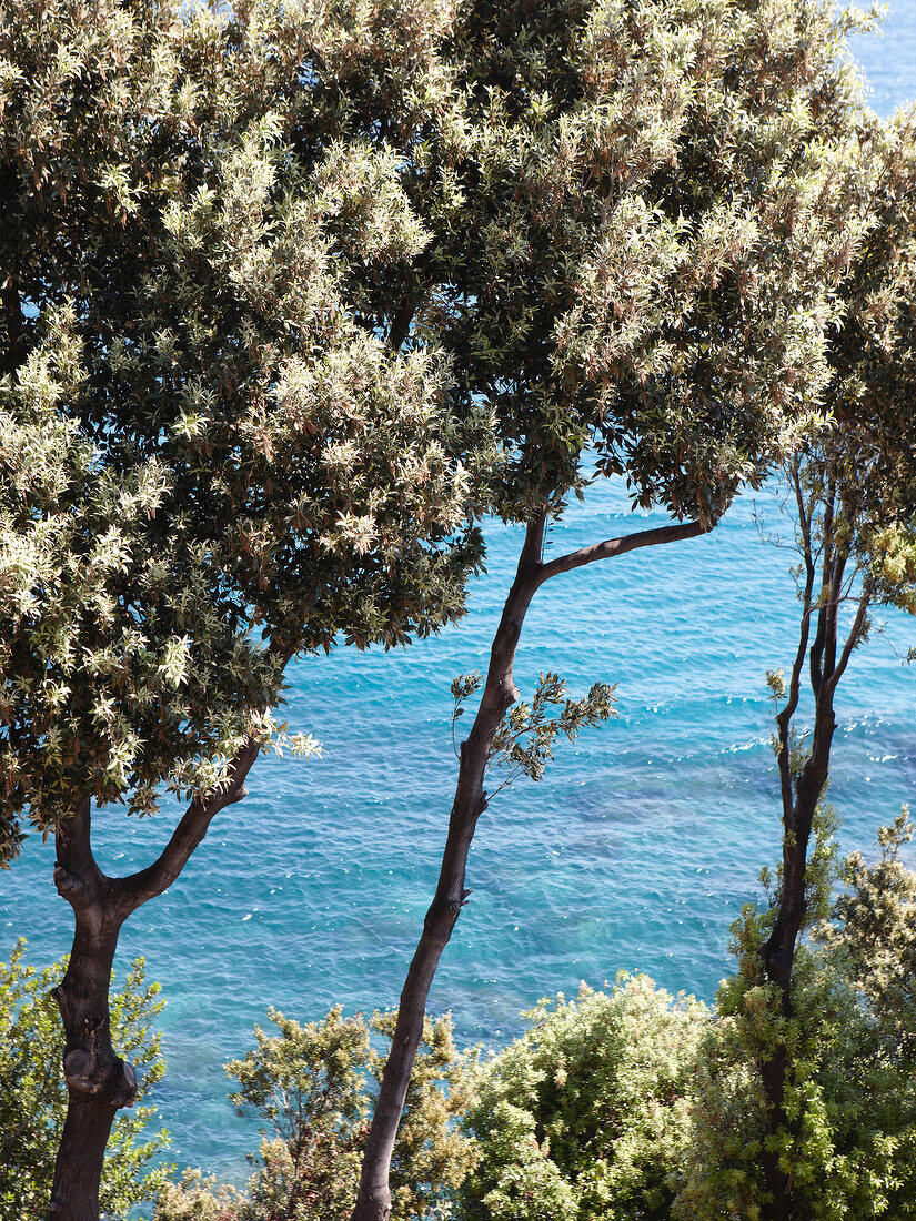 Blick auf das Meer durch Bäume, Pilion, Griechenland.