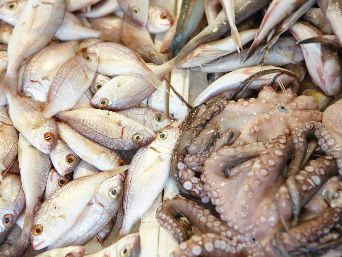 Close-up of fish and octopus in Pelion market, Greece