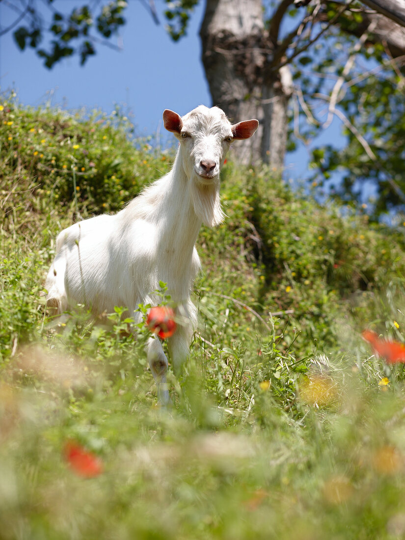 Weißer Ziegenbock auf Kräuterwiese, Pilion, Griechenland