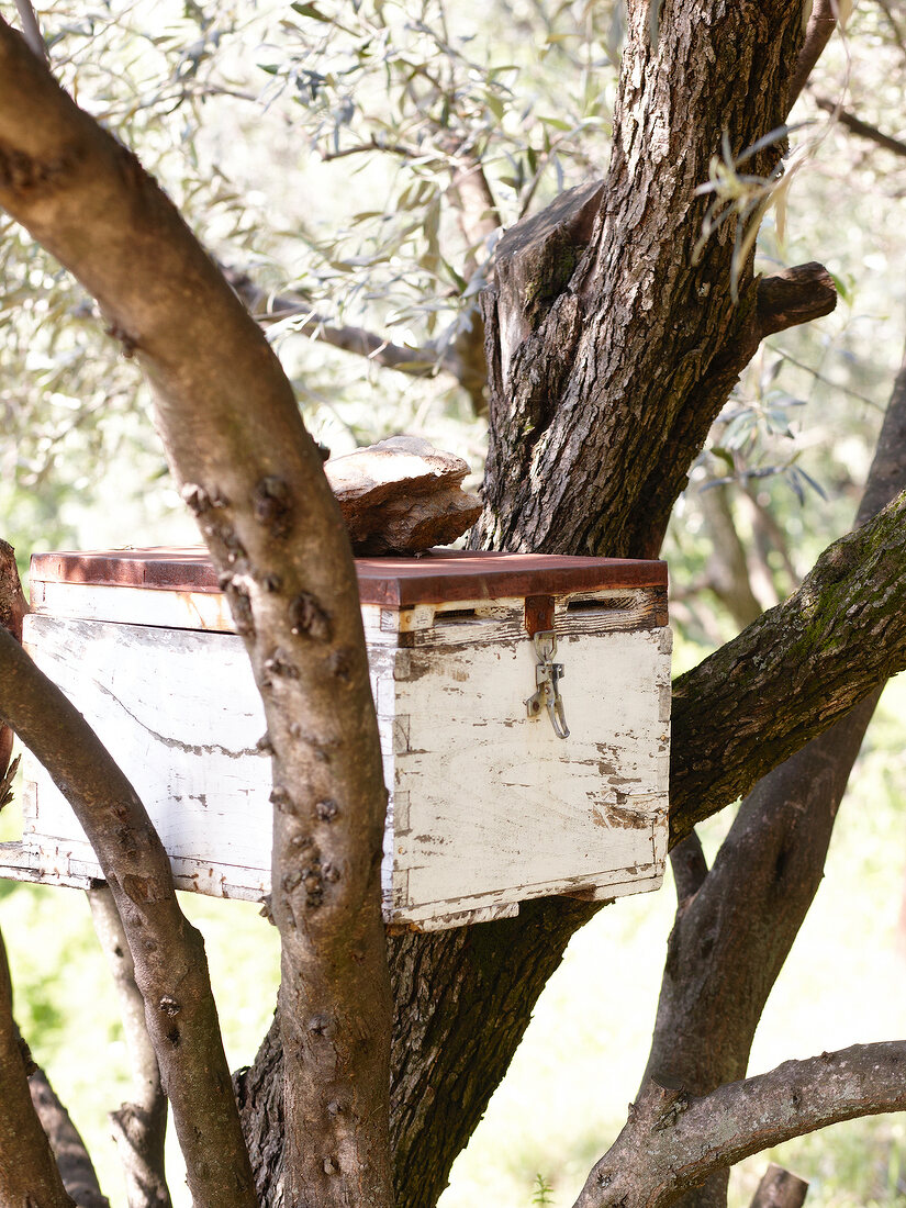 Bienenzuchtkasten in einer Astgabel, Pilion, Griechenland