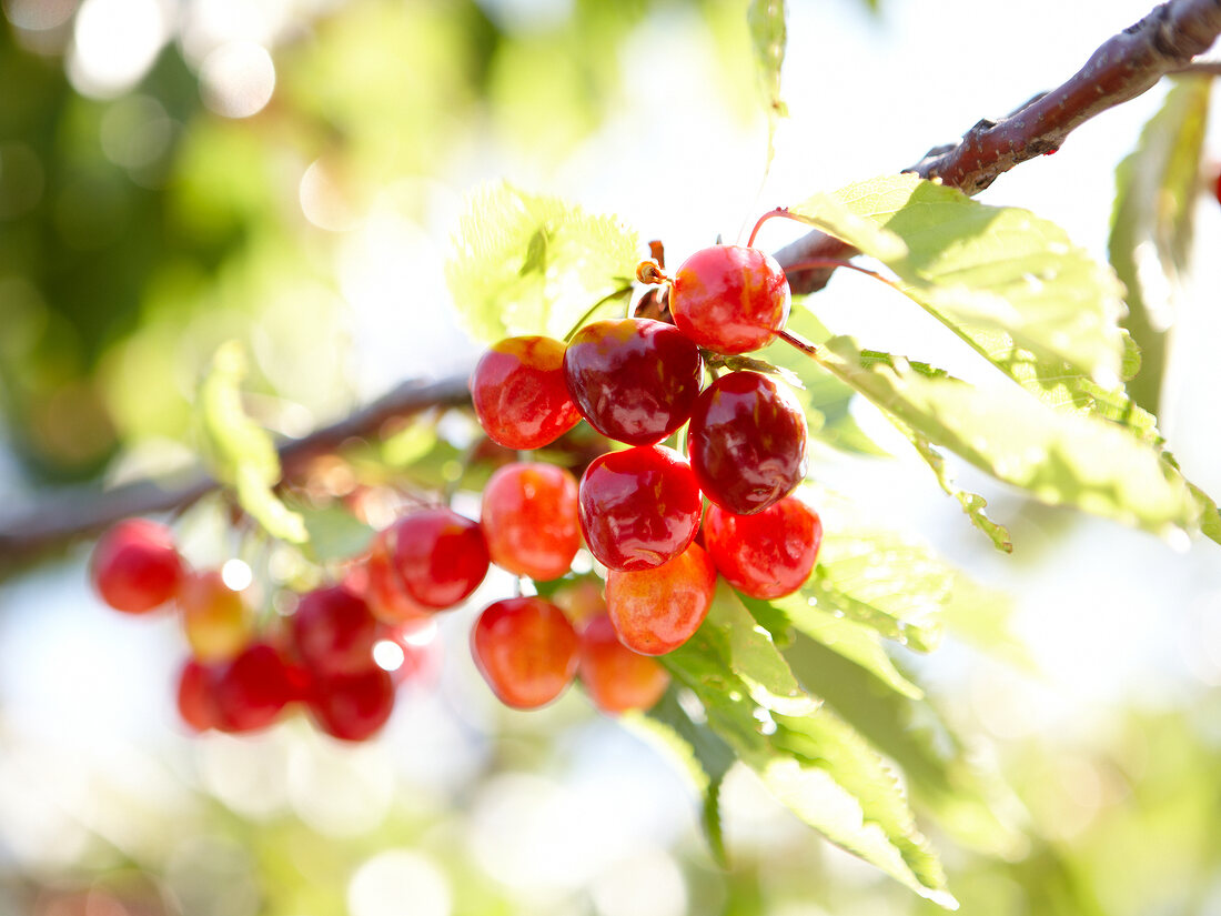 Red cherries growing on cherry tree at Pelion, Greece