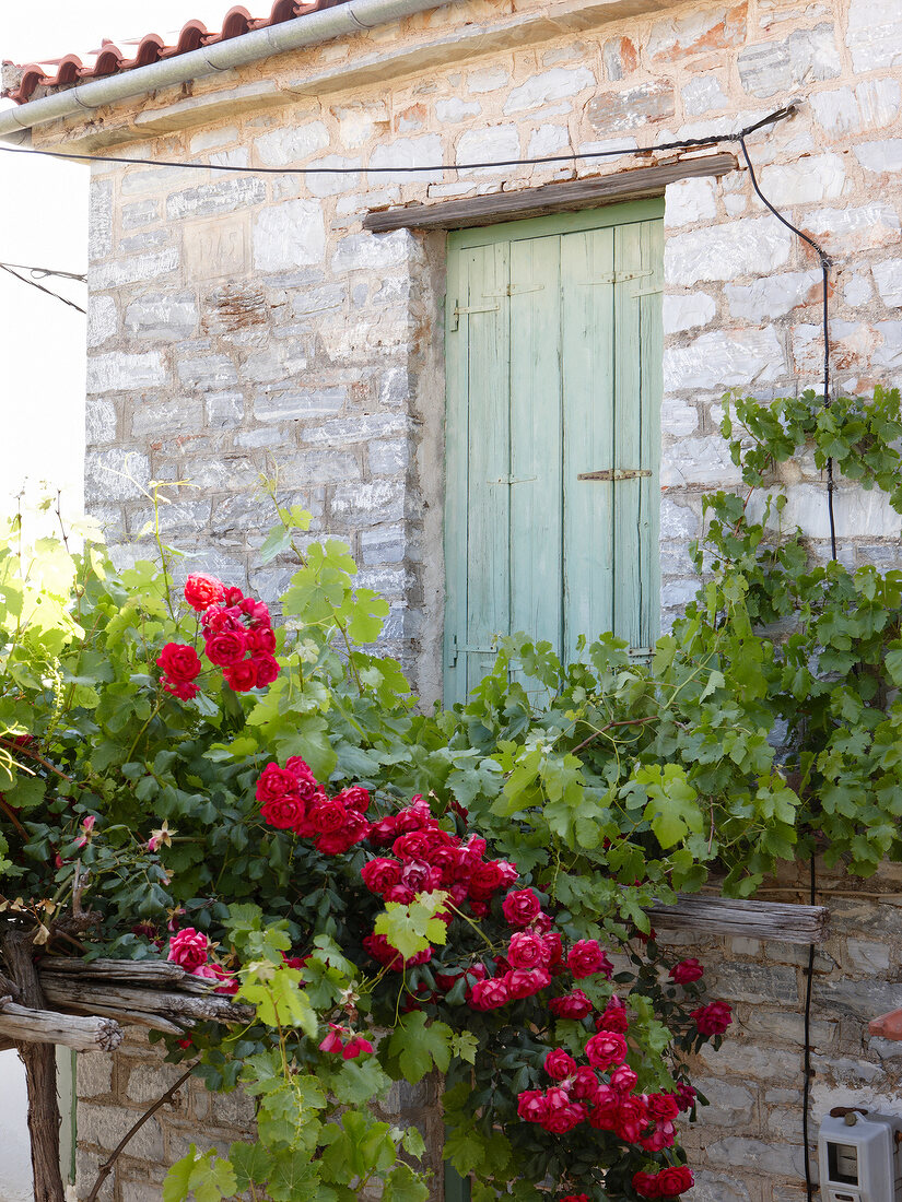 Rote Rosen wachsen vor einem Haus, Pilion, Griechenland