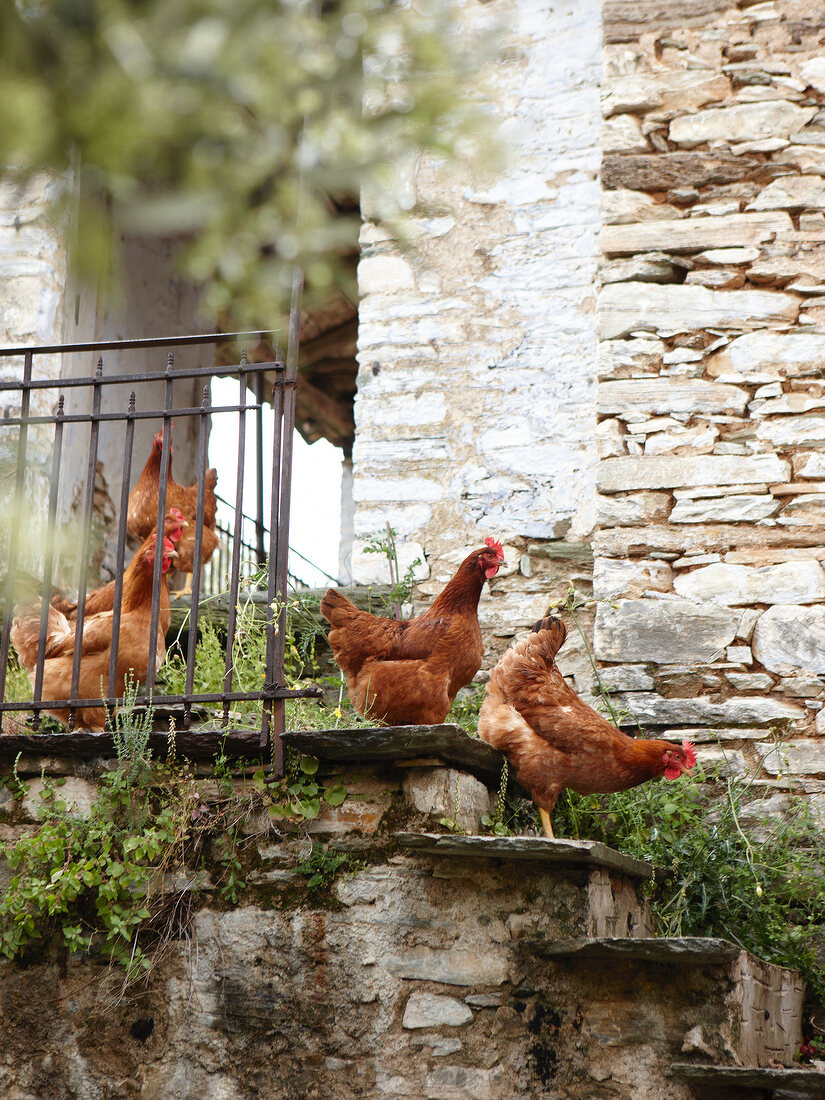 4 Hühner laufen 1 Treppe herunter, Pilion, Griechenland.