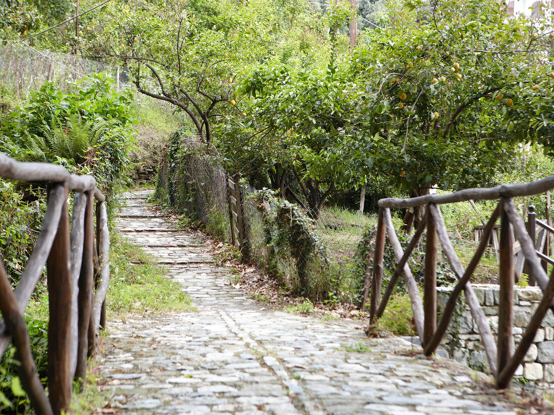 Stone bridge and path on Pelion Mountain, Eastern Magnesia, Greece