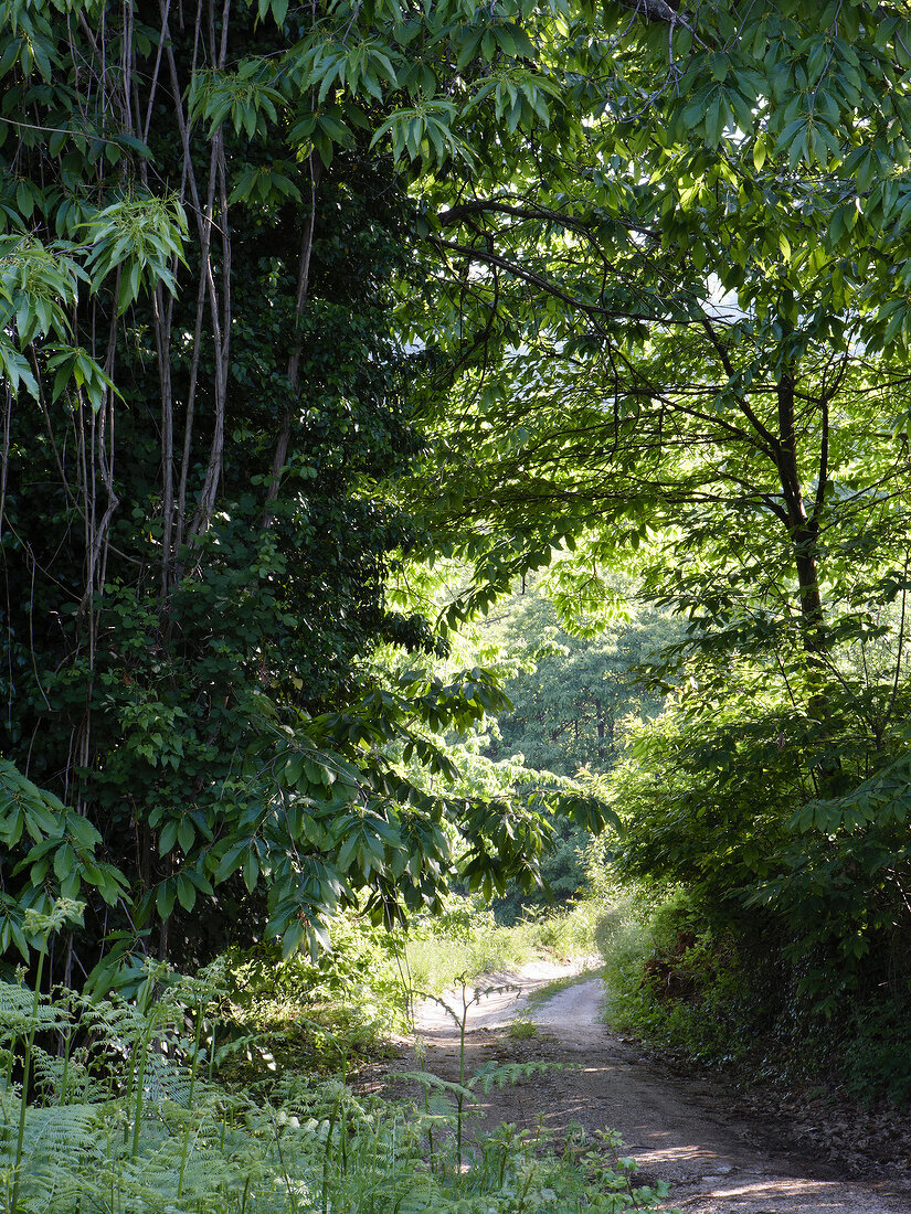 Waldweg, Bäume, Pflanzen, Pilion, Griechenland.