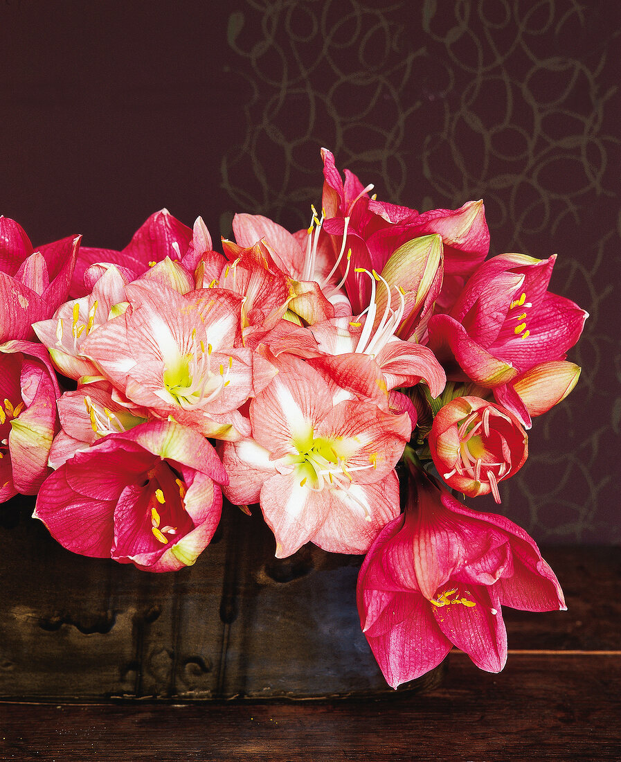Bouquet of amaryllis flowers in wooden box