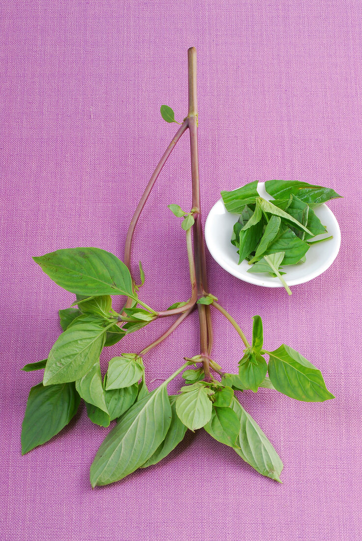 Branch of Thai basil and Thai basil leaves in small bowl
