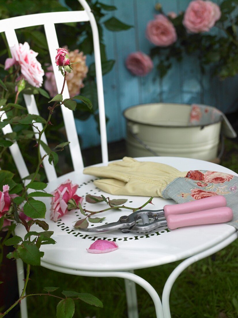 Secateurs and gardening gloves on a chair in a garden next to a rose bush
