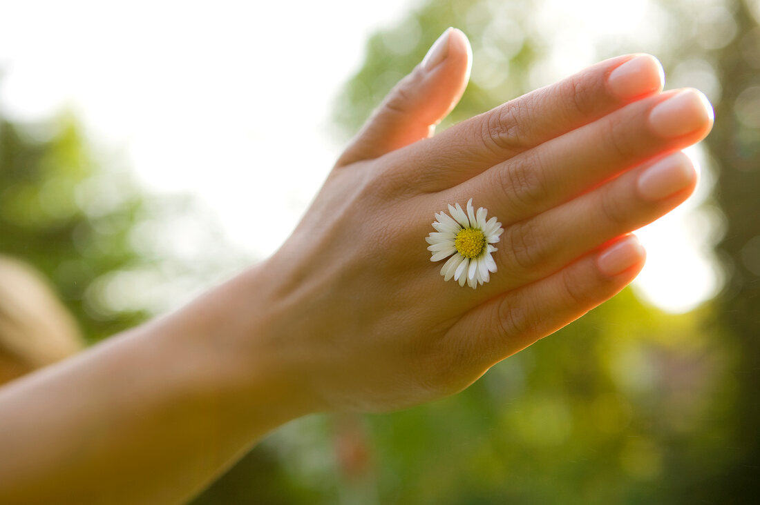 Close-up of hand with daisy in between fingers and sun rays falling on it