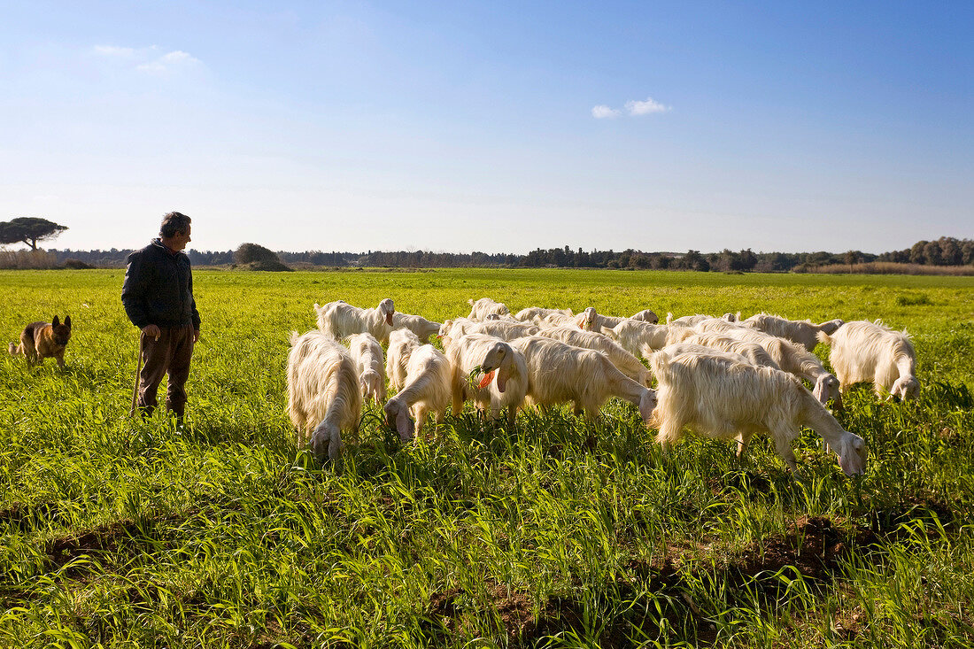 Shepard standing with herd of goat in pasture, Apulia, Italy