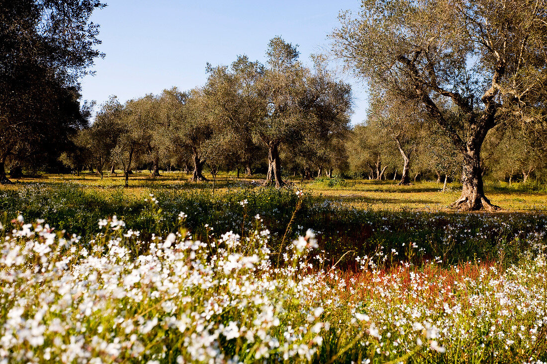 Olive trees in idyllic surrounding of Torre Santo Stefano, Apulia, Italy