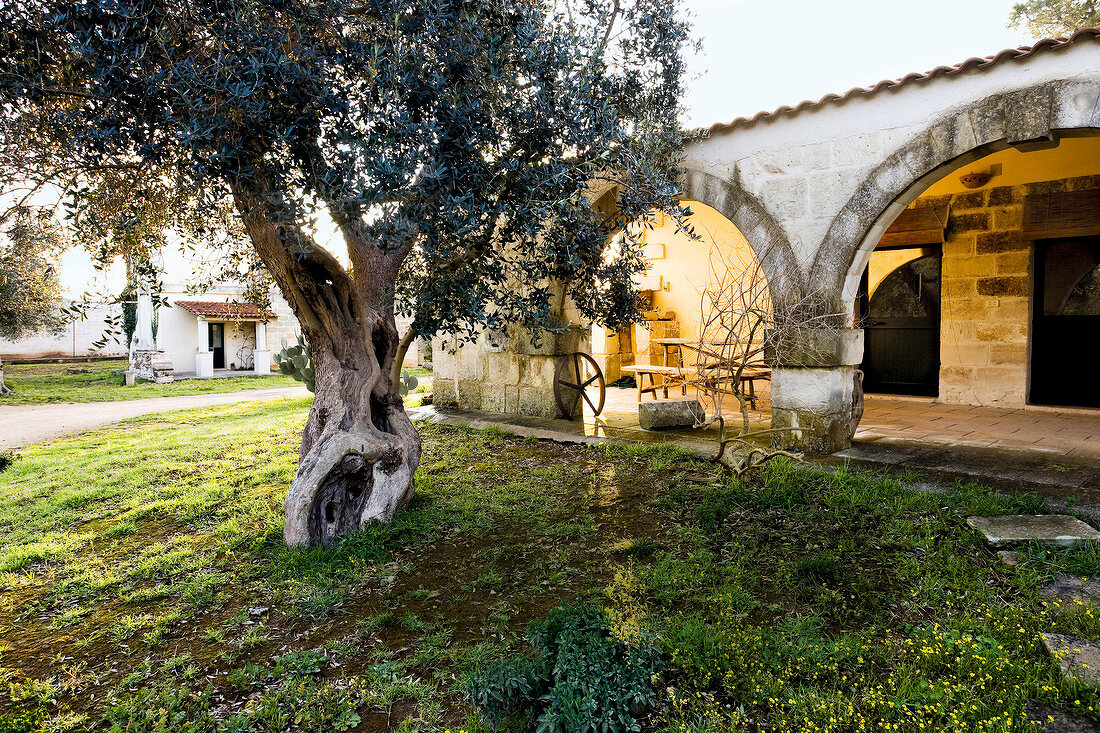 View of idyllic archway and courtyard with olive tree, Apulia, Italy