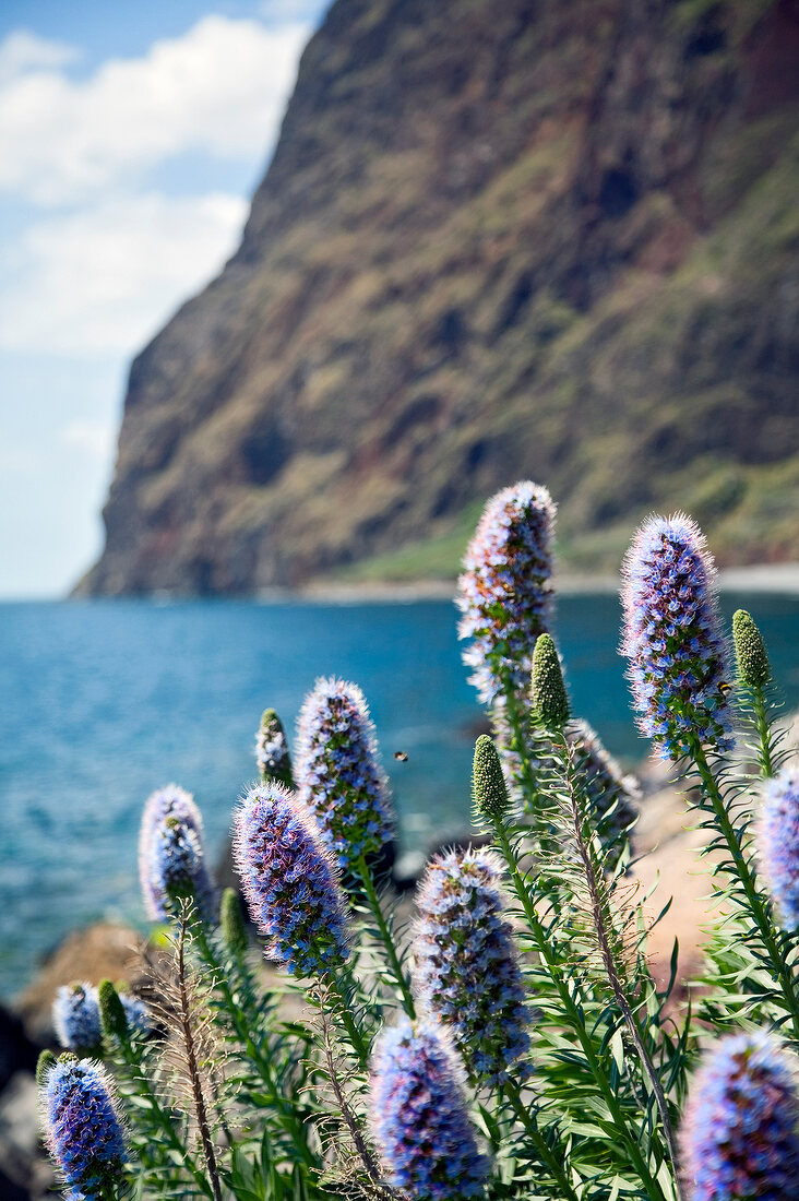 Madeira: blühender Natternkopf, blau Nahaufnahme