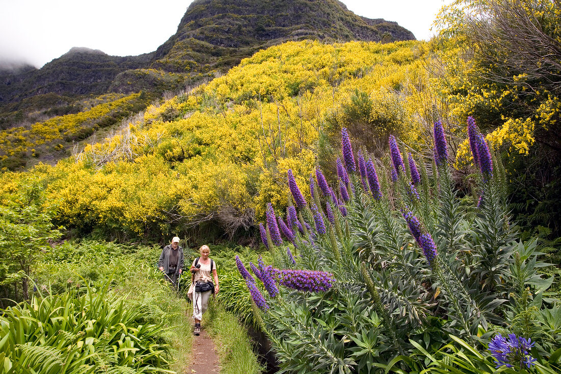 Madeira: Wanderer auf Wanderweg durch die Natur, Natternkopfgewächs