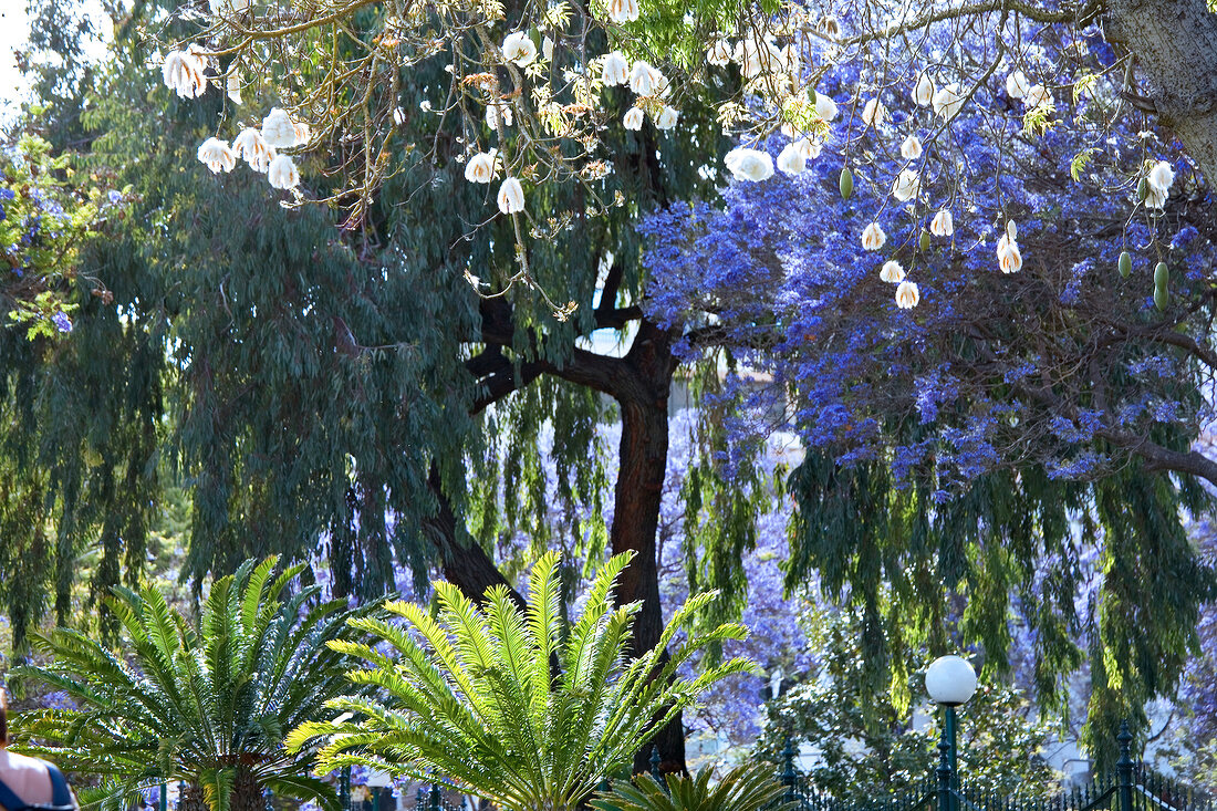 Flowers in Santa Catarina Park, Madeira island, Funchal, Portugal