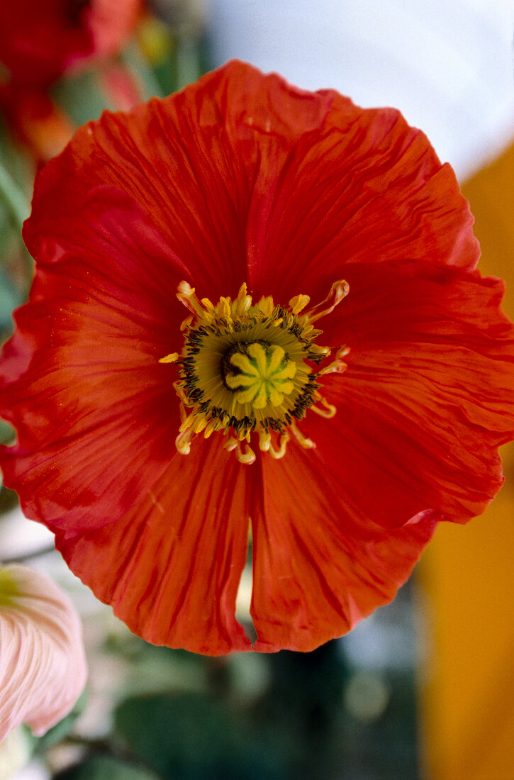 Close-up of red bloomed poppy with yellow flower head