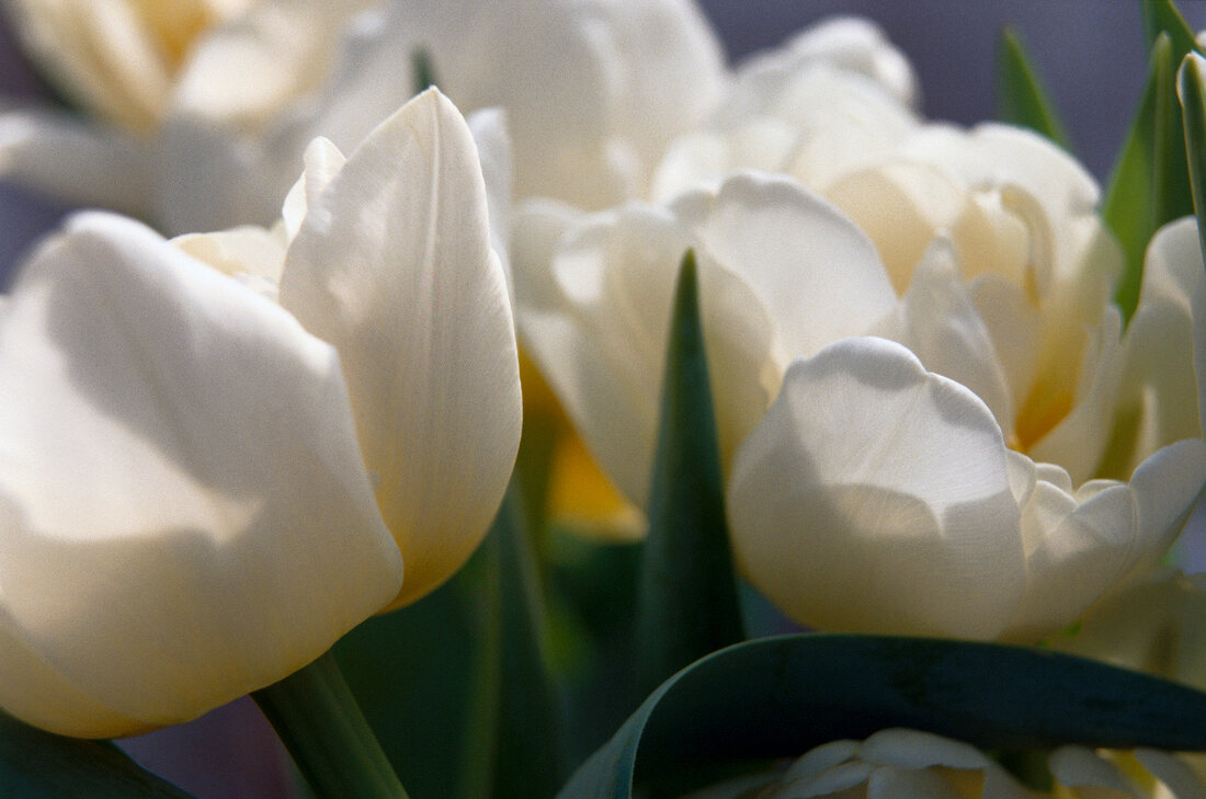 Close-up of white tulips