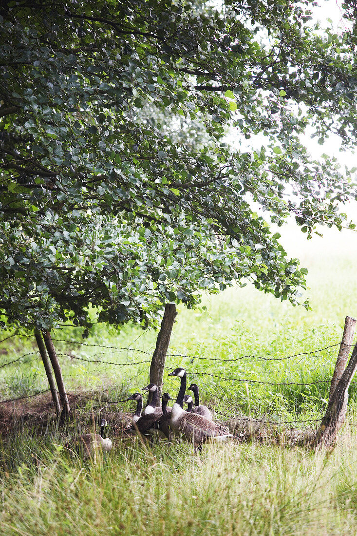 Flock of Canadian geese under tree near barbed fence