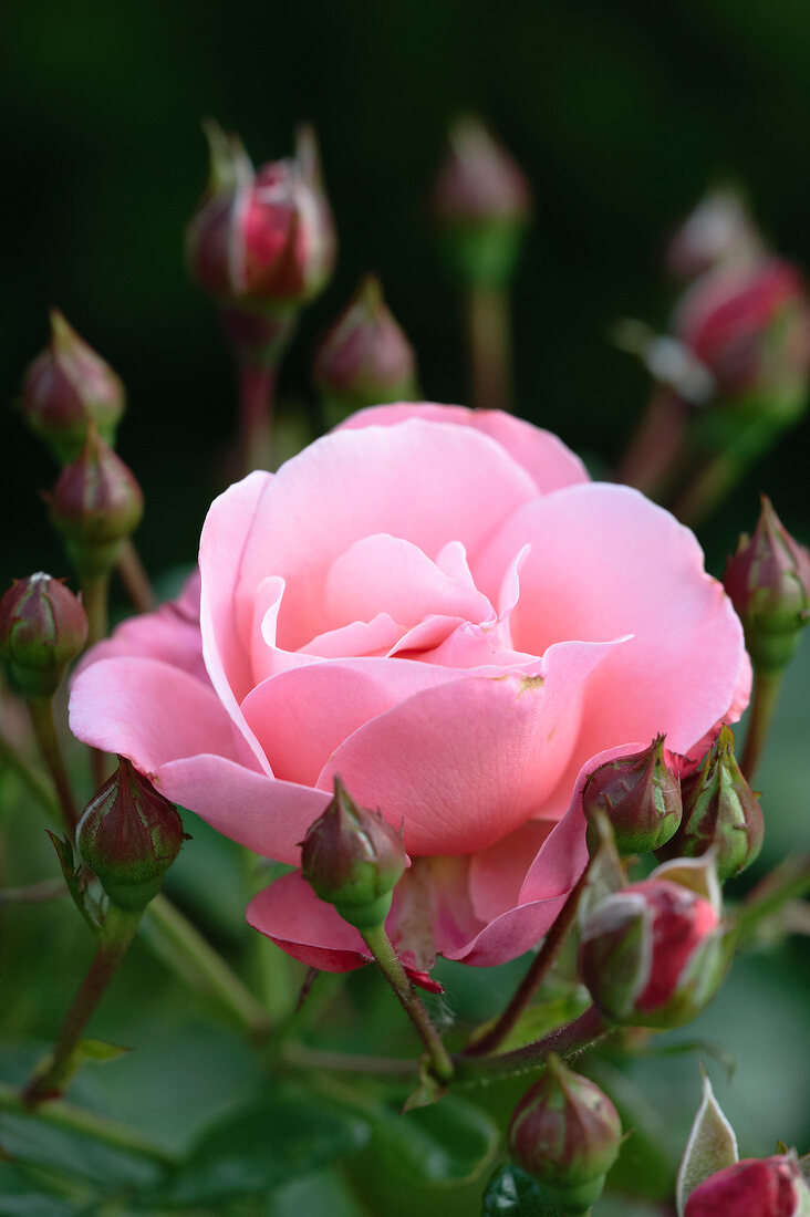 Close-up: Windrose rosa 