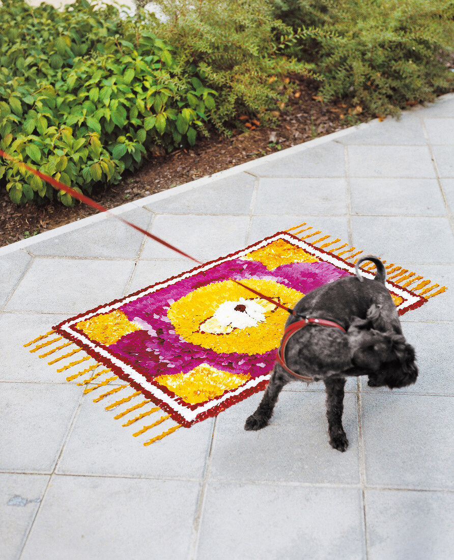 Black dog with leash standing near petal decoration on stone flooring