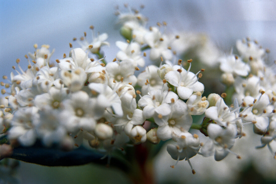Steinkraut, weiße Blüten X 
