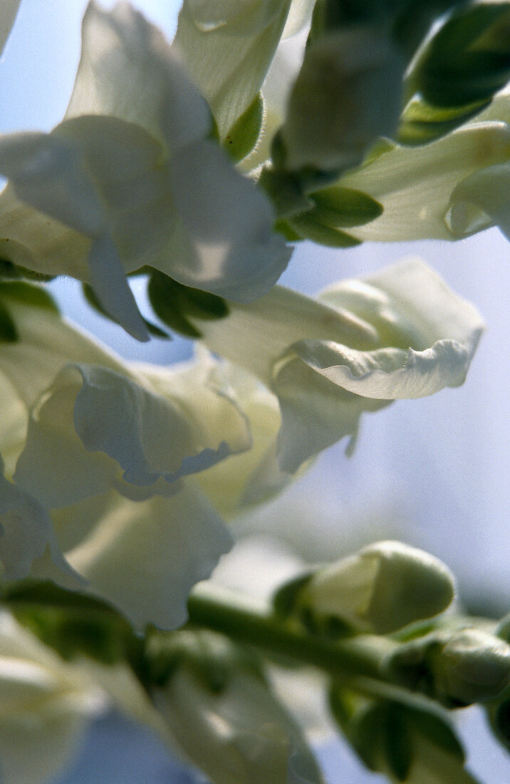 Close-up of white lilac flower