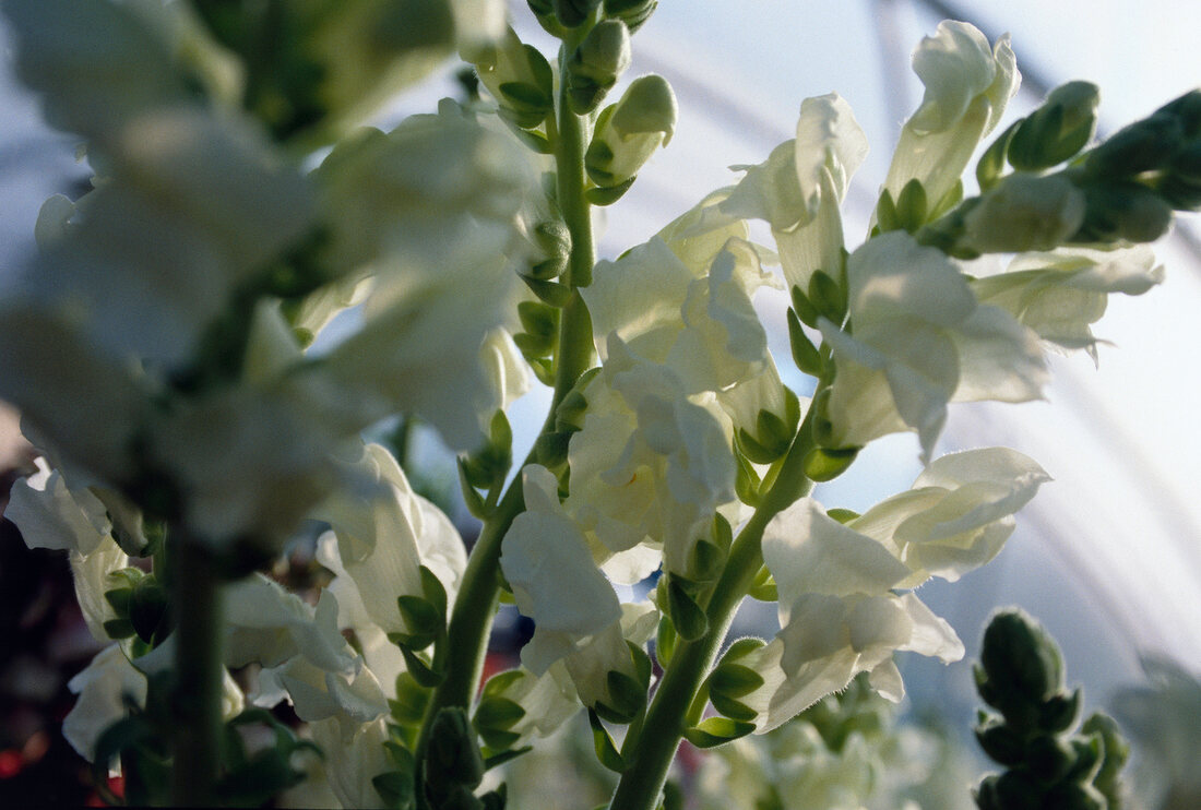 Close-up of white lilac flower