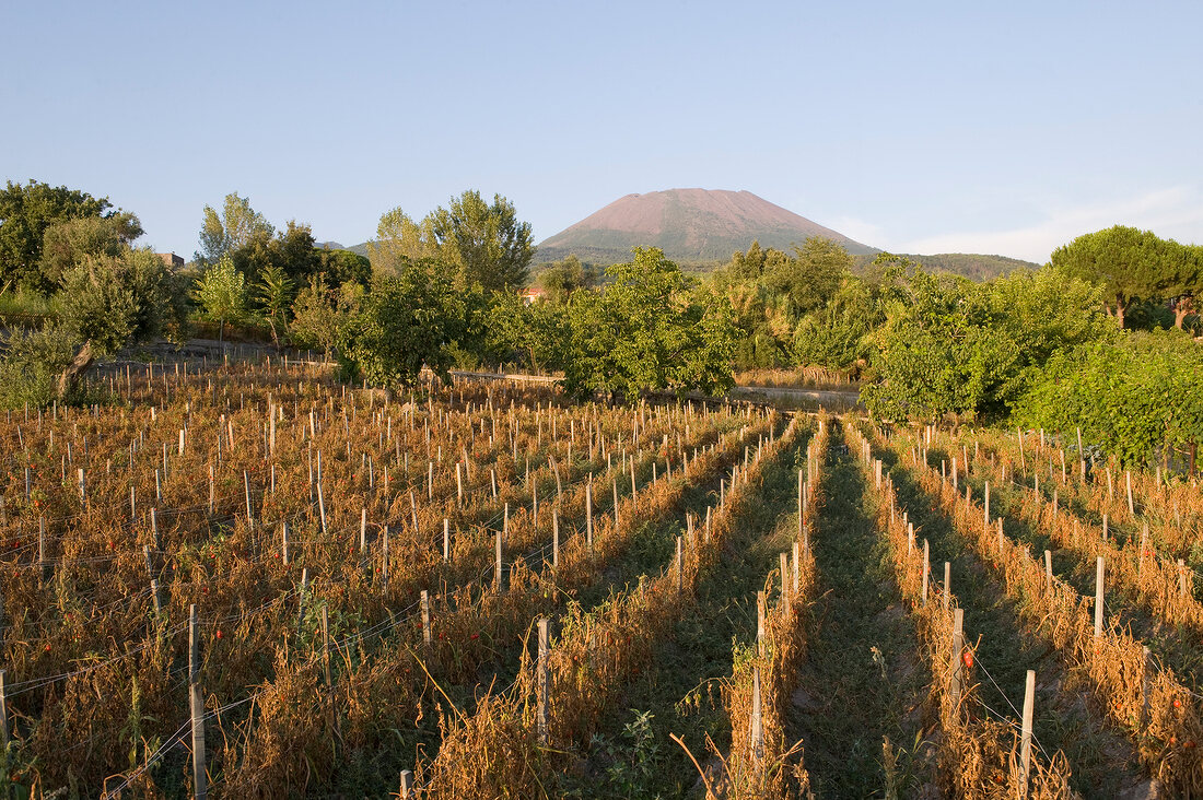 Feld, Tomatensträucher, Vulkan Vesuv im Hintergrund