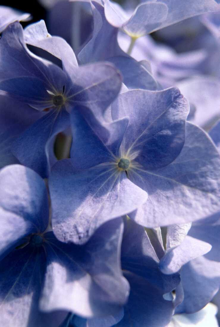Close-up of petals of purple hydrangea