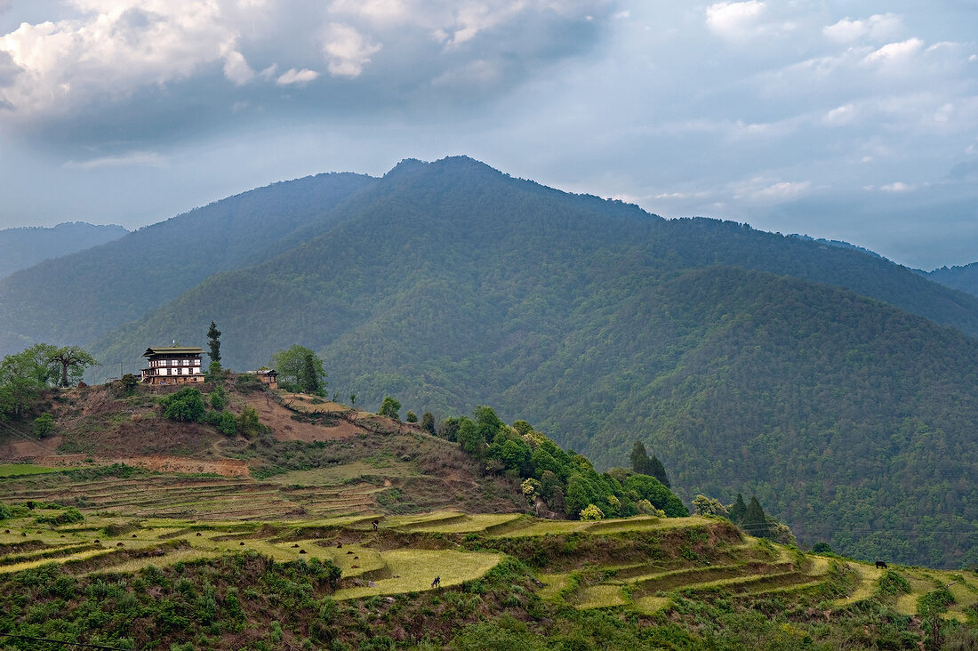 View of green terraced fields and forests in Himalayan mountain ranges, Bhutan
