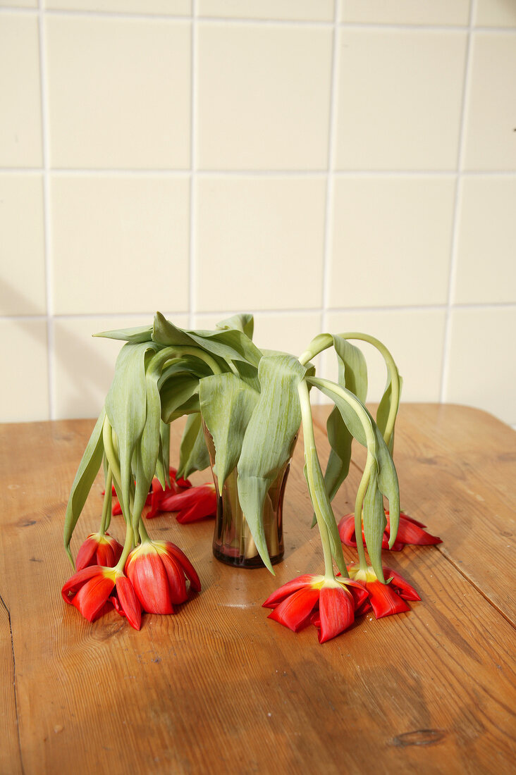 Bouquet of wilted red tulips on wooden table