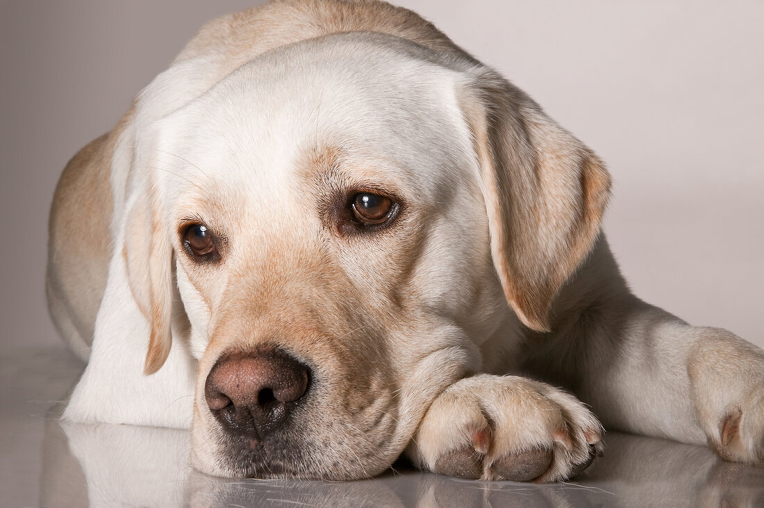 Labrador Rudi, entspannt im Studio