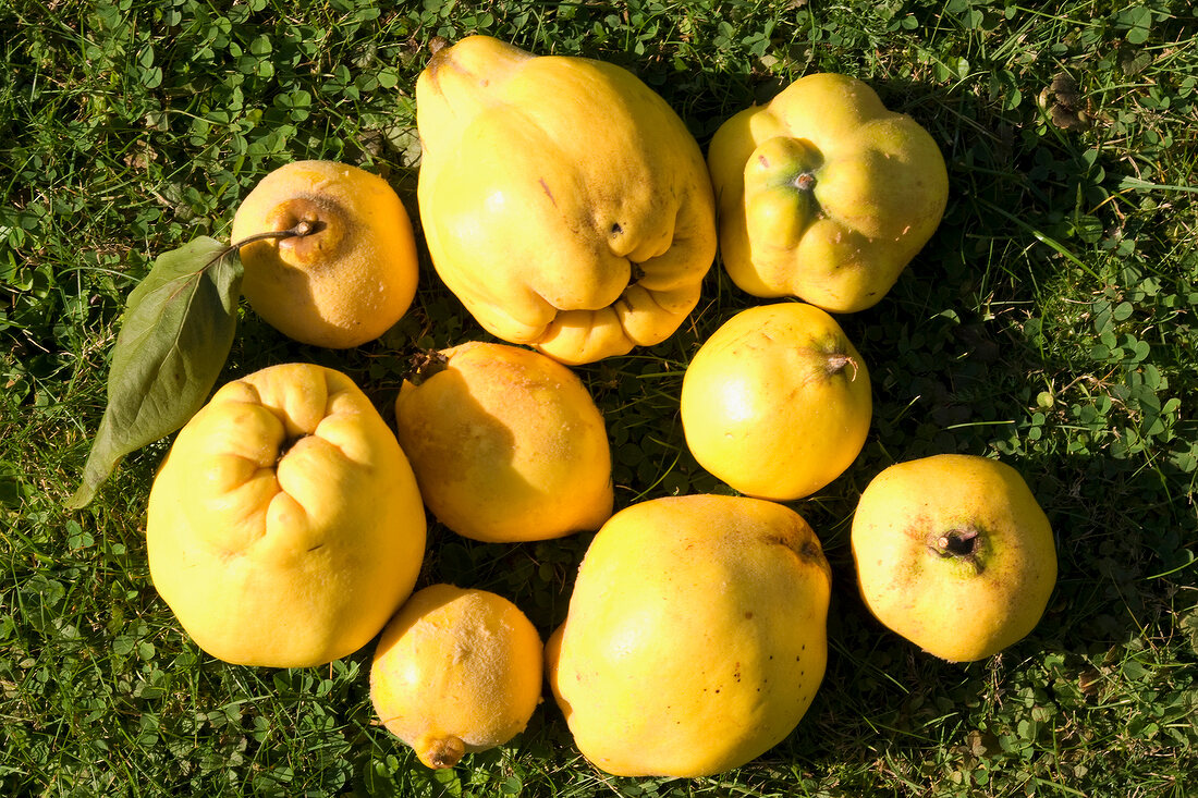 Ripe quinces on grass
