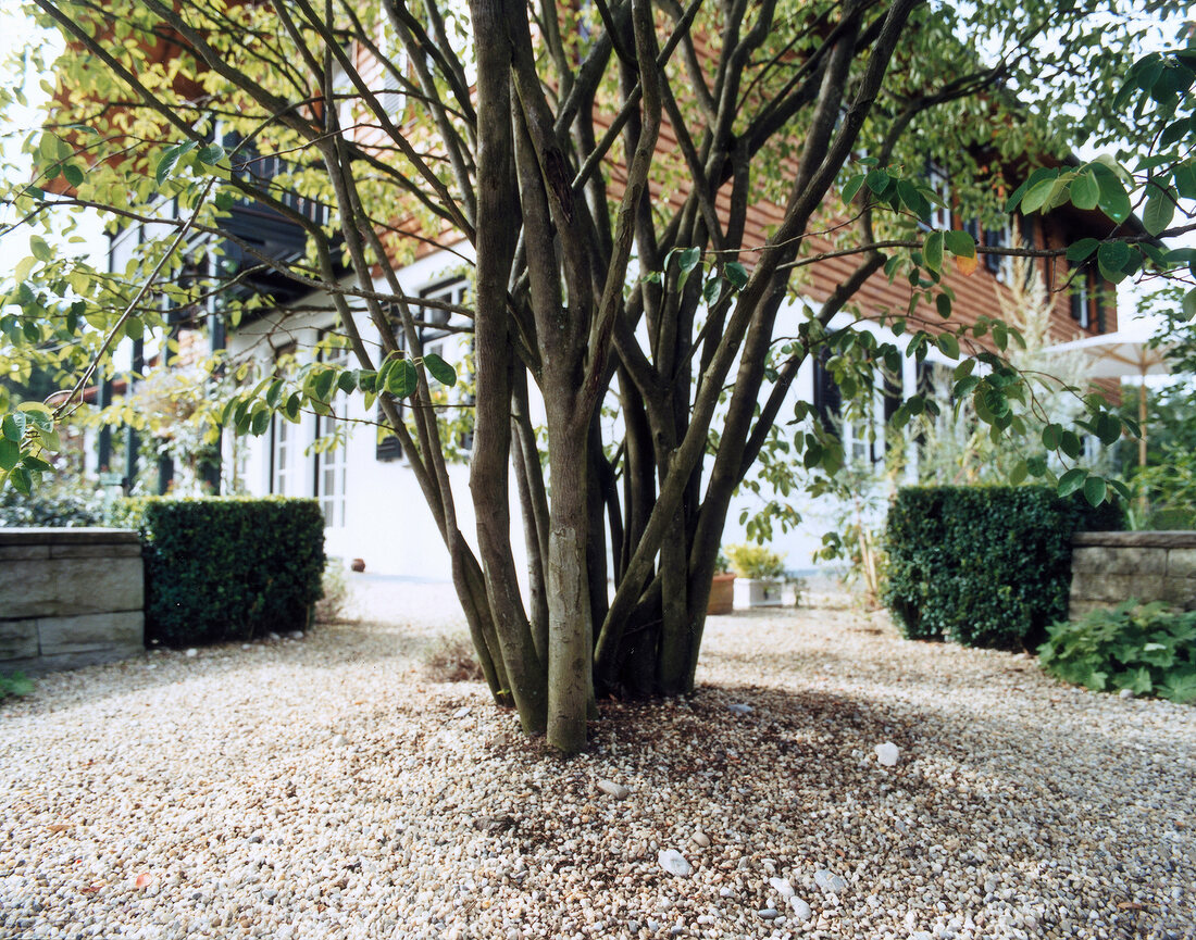 View of large tree in garden in front of a house