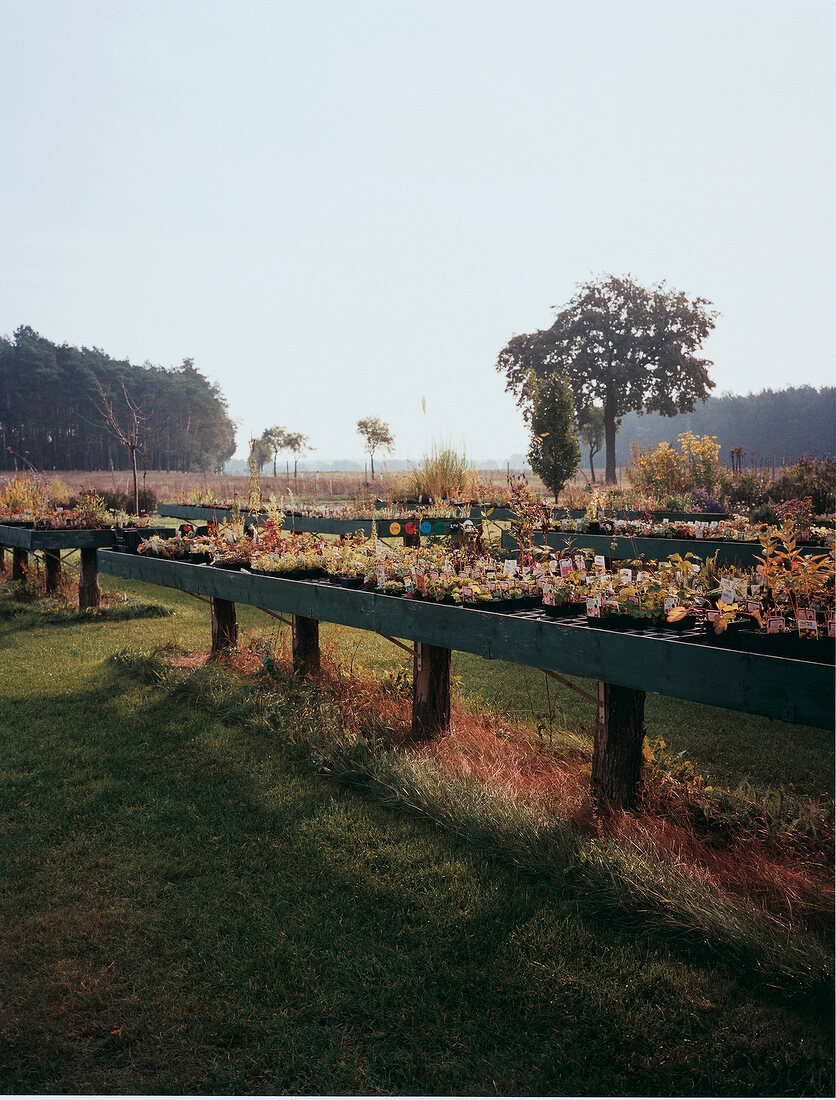 Various plants on raised bed outside nursery