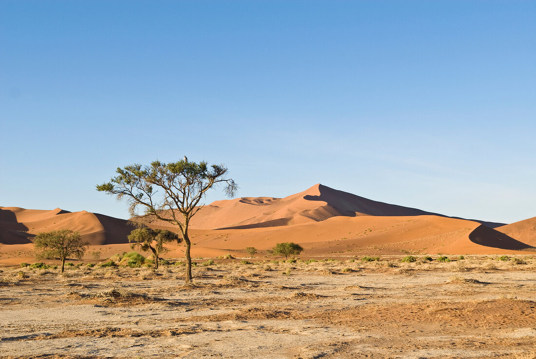 Sossusvlei, trockene Landschaft, umgeben von Dünen, Namibia