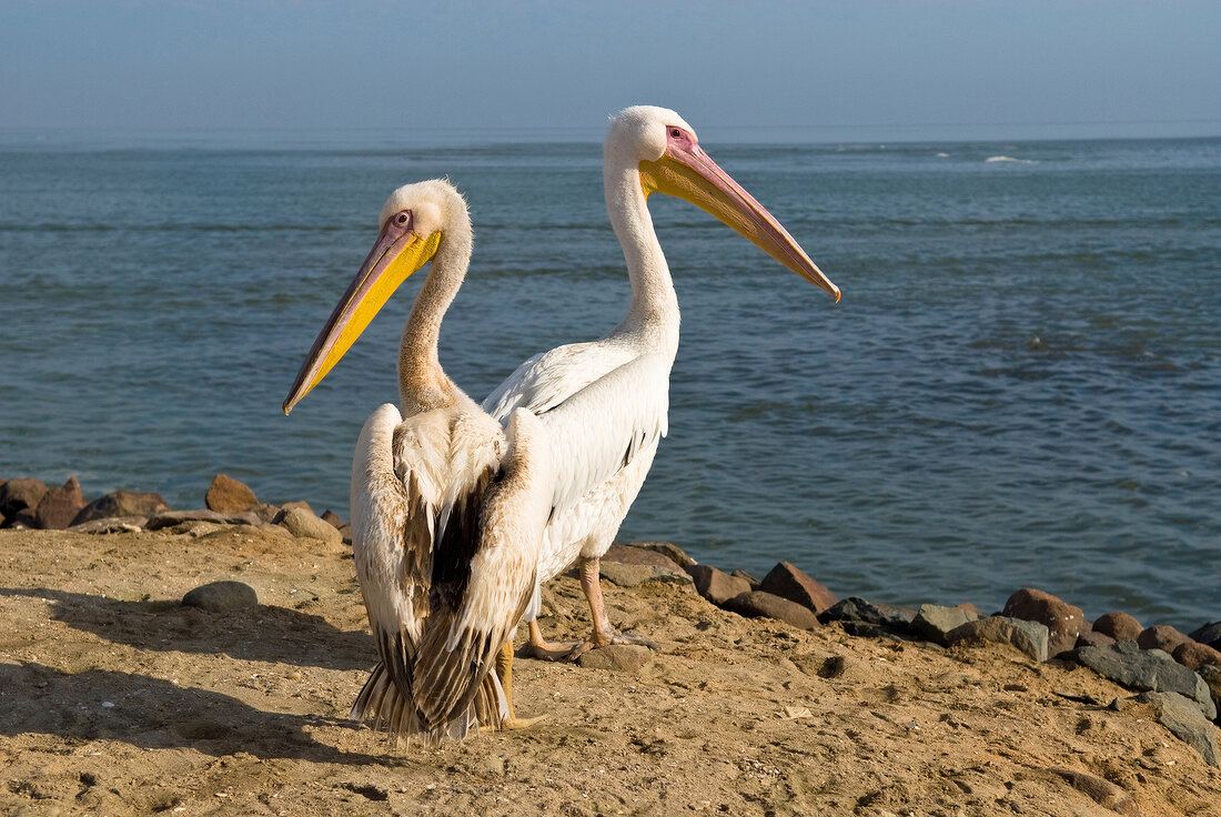 2 Pelikane, Wasser 