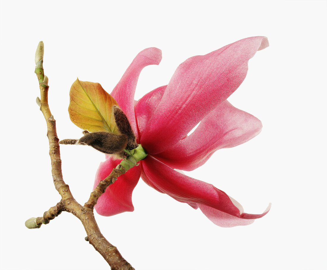 Magnolia sprengeri var diva on white background