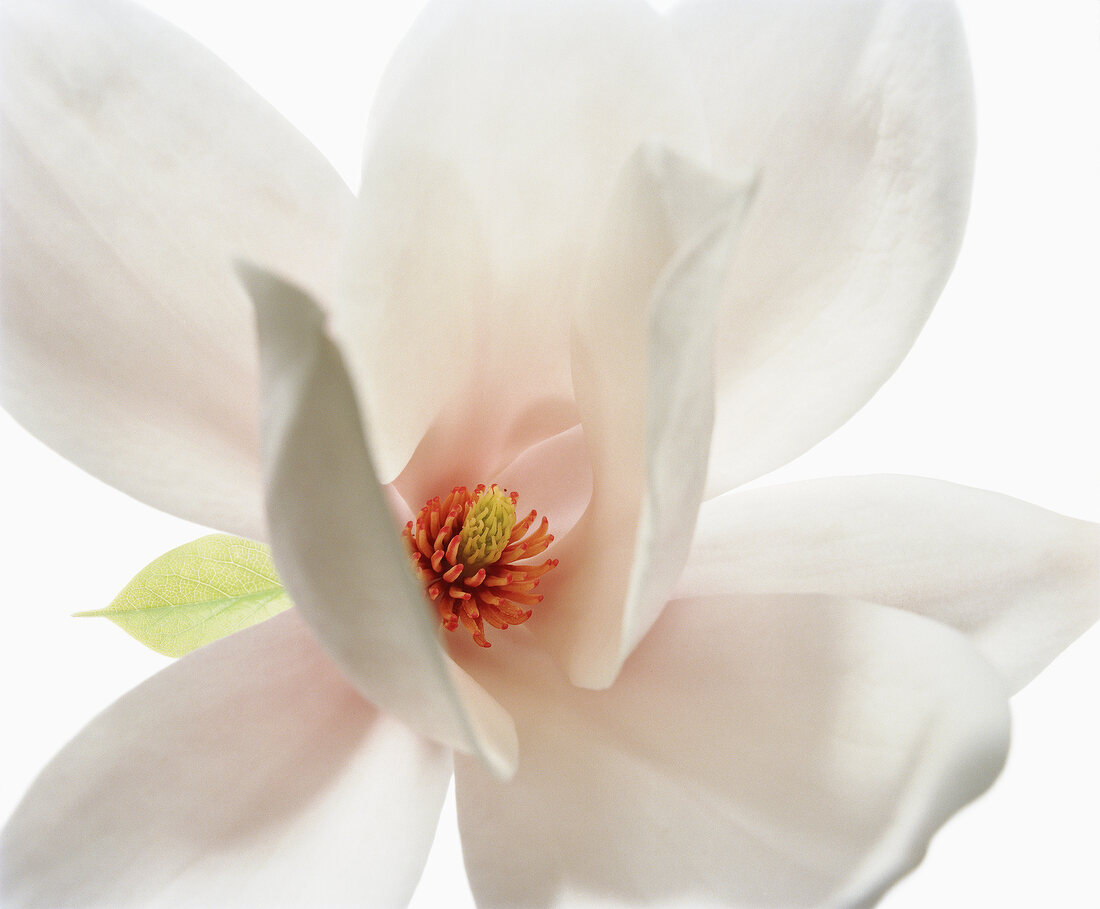 Close-up of magnolia candy cane flower on white background