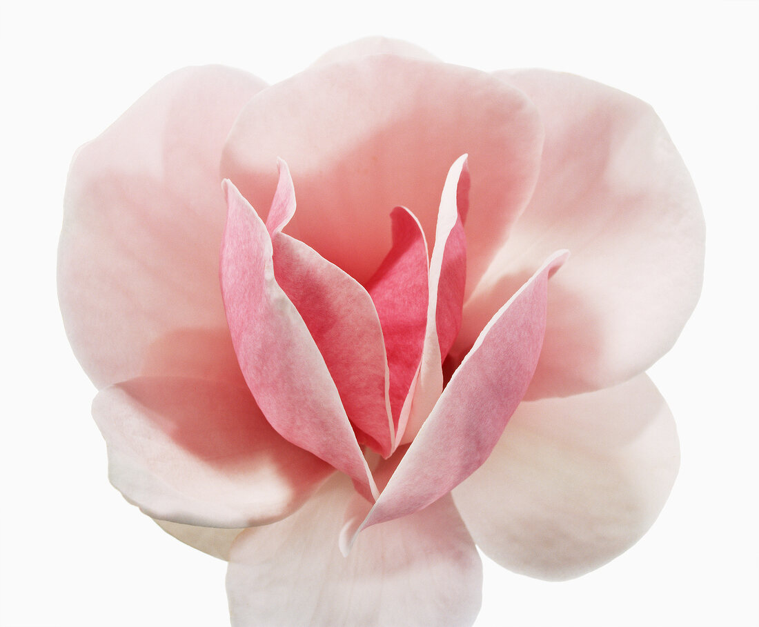 Close-up of magnolia darrel dean flower on white background