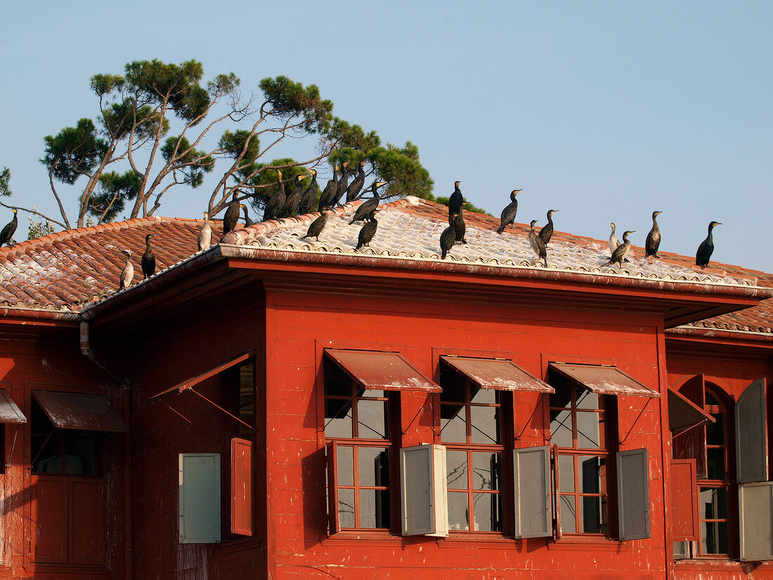Istanbul: Holz-Sommervilla rot, Bos- porus, Ufer, blauer Himmel